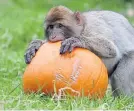  ??  ?? A Barbary macaque at Blair Drummond Safari Park gets its teeth into a pumpkin.