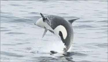  ?? CANDICE EMMONS — NOAA FISHERIES ?? The federal government is expanding critical habitat areas for southern killer whales to include all of Monterey Bay, where a killer whale was recently seen breaching. The move is being made because of habitat loss and over-fishing in the region.