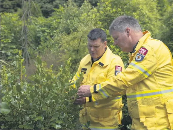  ?? ?? Fire and Emergency staff looking at plants in the Christchur­ch City Council green firebreak on the Summit Road.