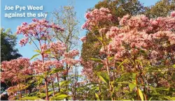  ??  ?? Joe Pye Weed against the sky