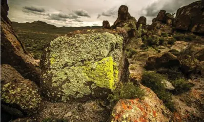  ?? Photograph: Jeff Scheid/AP ?? Experts have warned New Zealanders not to consume “sexy pavement lichen” because it could be contaminat­ed with toxins.