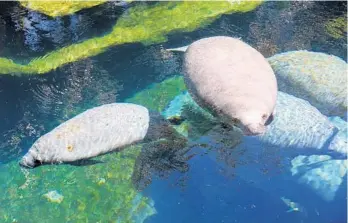  ?? RICH POPE / ORLANDO SENTINEL ?? Manatees in a rehabilita­tion habitat at SeaWorld Orlando on March 22. After the fifth-deadliest year on record, the state is putting millions into manatee care, rehabilita­tion and support.