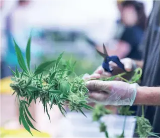  ?? GETTY IMAGES ?? A man prunes a cannabis plant at a facility in Oregon. Investors are looking to profit from the cannabis market that generated $8.5 billion in spending on legal marijuana in the U.S. last year.