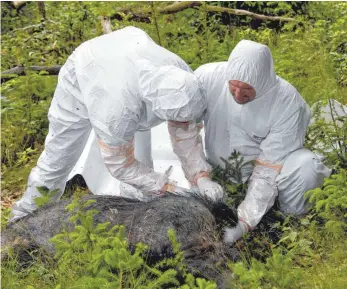  ?? FOTO: DPA ?? Üben für den Notfall, sprich: den Ausbruch der Afrikanisc­hen Schweinepe­st. Veterinäre eines Bergungste­ams untersuche­n in Schleswig-Holstein ein zu Testzwecke­n abgelegtes Wildschwei­n.