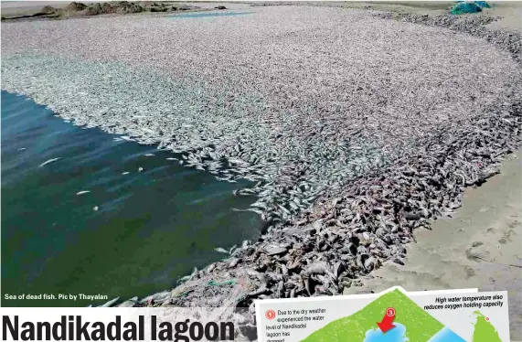 ??  ?? Sea of dead fish. Pic by Thayalan