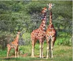  ??  ?? This file photo shows reticulate­d sub-species of Giraffe at Loisaba conservanc­y in Laikipia. — AFP
