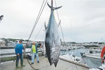  ?? Robert F. Bukaty, Associated Press file ?? A 422-pound Atlantic bluefin tuna is hoisted from a boat in South Portland, Maine, on Aug. 4.