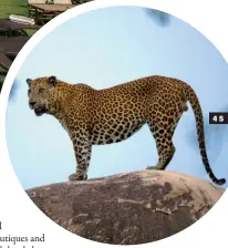  ??  ?? TOP: Wild Coast Tented Lodge; and a leopard poses convenient­ly for safari-goers