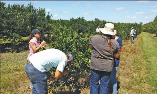  ?? CEDOC PERFIL ?? EN BLOQUE. Son 36 mil las hectáreas con citrus dulce en Concordia y Federación. Se monitorear­on en dos meses 1.200 hectáreas.