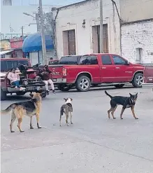  ?? ERICK GUERRERO ?? Se observan muchos perros en las calles