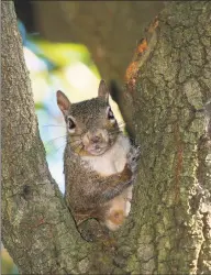  ?? Shannon Tompkins / Houston Chronicle ?? Good mast crops allow the gray squirrel population to thrive.