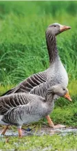  ?? Foto: Christoph Bosch, lbv ?? Die Graugans ist eine Verwandte der Hausgans. Nach ihr ist sogar ein Aste‰ roid benannt.