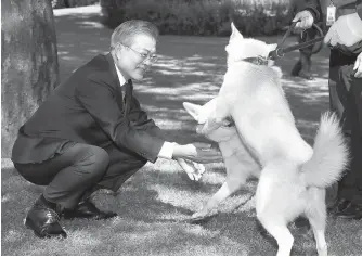  ?? Korea Times file ?? President Moon Jae-in interacts with two white Pungsan dogs that North Korean leader Kim Jong-un gave to him as a gift, during an interview with BBC at the presidenti­al office in Seoul, in this Oct. 12, 2018, file photo.
