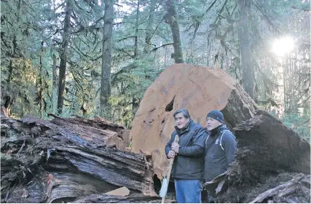  ?? FIRST NATIONS EDUCATION FOUNDATION ?? Master carver Tim Paul stands with Edward Johnson, Jr., health and wellness co-ordinator for the Huu-ay-aht First Nations, in front of an 800-year-old fallen cedar tree in Port Alberni that he is carving into a totem pole. The tree, likely brought down by wind about 60 years ago, was found in Huu-ah-aht First Nations territory.