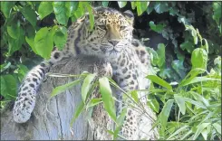  ??  ?? The wigmams will neighbour an Amur leopard enclosure