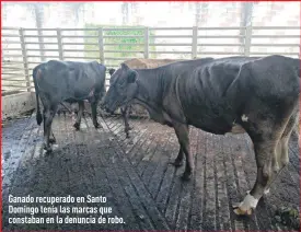  ??  ?? Ganado recuperado en Santo Domingo tenía las marcas que constaban en la denuncia de robo.