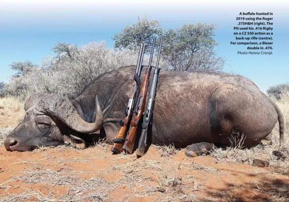  ??  ?? A buffalo hunted in 2019 using the Ruger .375H&H (right). The PH used his .416 Rigby on a CZ 550 action as a back-up rifle (centre). For comparison, a Blaser double in .470. Photo Henno Cronjé.