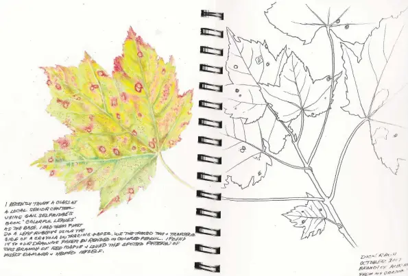  ?? Contribute­d photo ?? Dick Rauh’s intricate rendering of a red maple leaf appears in his sketchbook. Below, Rauh examines a subject before he commits it to paper.