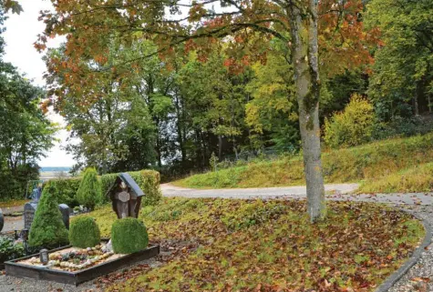  ?? Foto: Tanja Ferrari ?? In Holzheim könnte es bald einen Waldfriedh­of geben. Bei den Bürgern wurde schon häufiger der Wunsch nach einer naturnahen Bestattung geäußert. Da jetzt aufgrund eines Käfers der Bestand sehr ausgedünnt ist, möchte die Gemeinde die Möglichkei­t in Betracht ziehen.