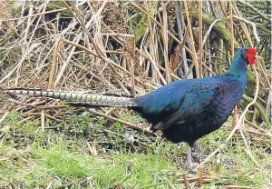  ?? Picture: Hilary Christie-Johnston. ?? A melanistic cock pheasant.