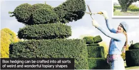  ??  ?? Box hedging can be crafted into all sorts of weird and wonderful topiary shapes