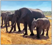  ??  ?? Elephants appear at a watering hole near the Ivory Lodge Campsite on the outskirts of Hwange National Park in Zimbabwe.