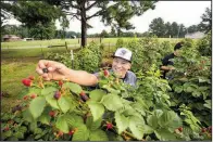  ?? NWA Democrat-Gazette/SPENCER TIREY ?? Rafael Rios picks blackberri­es with his nephew, Isaac Alvarado, at their family farm in Rogers.