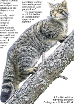  ??  ?? A Scottish wildcat climbing a tree in Cairngorms National Park