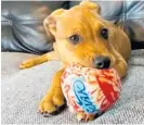  ?? ?? Lilo, a 3-month-old Staffordsh­ire cross puppy, is looking for her forever home.