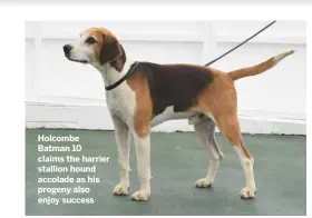  ??  ?? Holcombe Batman 10 claims the harrier stallion hound accolade as his progeny also enjoy success