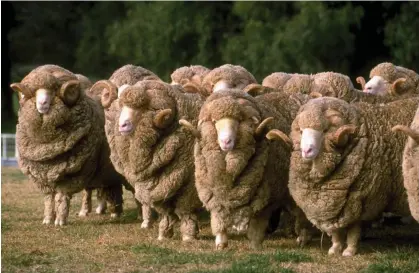  ?? Photograph: John Carnemolla/Australian Picture Library/Getty Images ?? A flock of Merino rams. New Zealand police confirmed a ram was shot after officers were called to a property where two elderly people were found dead.