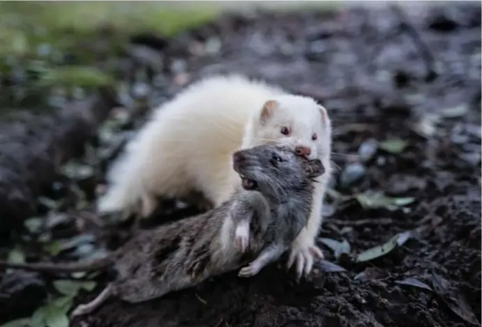  ?? ?? Met hun lange, dunne lijven raken de fretten makkelijk in de rattenholl­etjes. Ofwel bijten ze de ratten ondergrond­s dood, ofwel jagen ze ze naar boven, om hen daar de kop af te bijten.