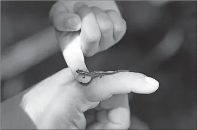  ??  ?? Six-year-old Ian Salinas lets a small lizard venture onto his finger from the hand of his father, Pedro.