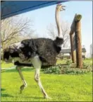  ?? SUBMITTED PHOTO – ANTHONY DICAMILLO ?? You never know what you might see driving the roads of Chester County. Anthony Dicamillo spotted this escaped ostrich on Swedesford Road Friday afternoon.