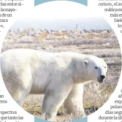  ?? ?? Los osos polares de Canadá corren el riesgo de morir de inanición si el verano ártico se alarga.