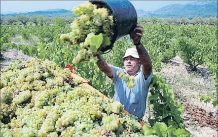  ?? MARC ARIAS / ARCHIVO ?? La vendimia ya ha empezado en algunas fincas