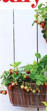  ??  ?? CREAM OF THE CROP: Home-grown strawberri­es taste fabulous and can even be grown in hanging baskets