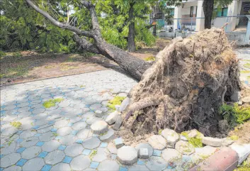  ?? Tribune News Service ?? Storms and high winds can cause tree damage that needs to be addressed immediatel­y, but don’t skip checking licensing and qualificat­ions.