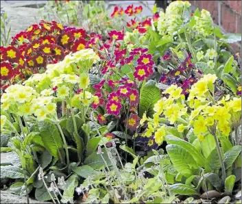  ?? BILD: PETER BUSCH ?? Mit verschiede­nfarbigen Primeln beginnt das Gartenjahr.