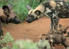  ??  ?? BUSH BREAKFAST: Adult wild dogs regurgitat­e food to feed the young.