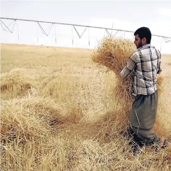  ?? FOTO: DPA ?? Ein Landwirt im Südirak erntet Getreide. Saudi-Arabien interessie­rt sich für das irakische Ackerland.