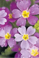  ??  ?? Coloured primulas will lift your garden