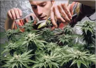  ?? Robert F. Bukaty / Associated Press ?? Marijuana under cultivatio­n