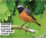  ?? ?? VISITOR Redstart is among 729 species in book