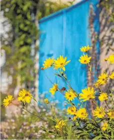  ?? FOTO: CLOURBOX ?? Topinambur ist eine pflegeleic­hte Sonnenblum­e, deren strahlend gelbe Blüten jeden Garten schmücken.