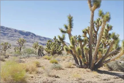  ?? PHOTOS BY JAMES CARD VIA THE NEW YORK TIMES ?? Joshua trees, which primarily grow in the Mojave Desert, dot the landscape of Gold Butte National Monument in Nevada. In his final days in office, President Barack Obama designated Gold Butte a national monument; the Trump administra­tion is considerin­g...