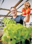 ?? FOTO: ANNE ORTHEN ?? Andreas Hoheisel mit seinen jungen Tomatenpfl­anzen.