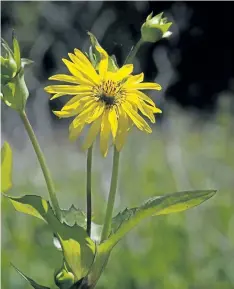 ??  ?? Cup plant (Silphium perfoliatu­m) Is a tall, somewhat coarse plant with cheerful, yellow flowers. Alternate leaves are joined at the stem and form a cup that collects rainwater.