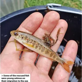  ?? ?? Some of the rescued fish were young salmon on their migration to the sea