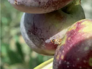  ??  ?? La mosca del olivo origina graves pérdidas agrícolas y económicas al depositar los huevos en el interior de las aceitunas. Foto: Junta de Andalucía.